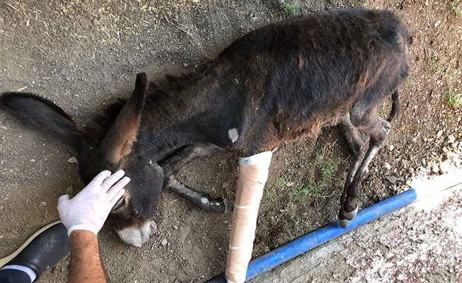 Yaralı hayvanlar tedavi ediliyor